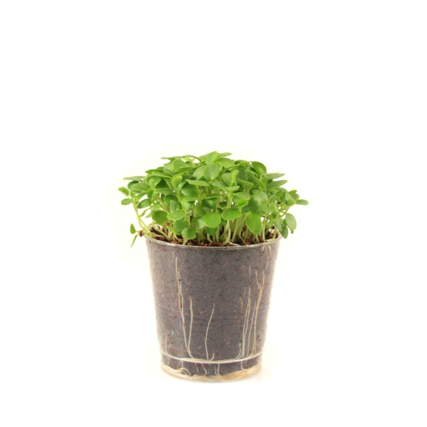 Ďatelina na mikrozeleninu Red Clover 100g